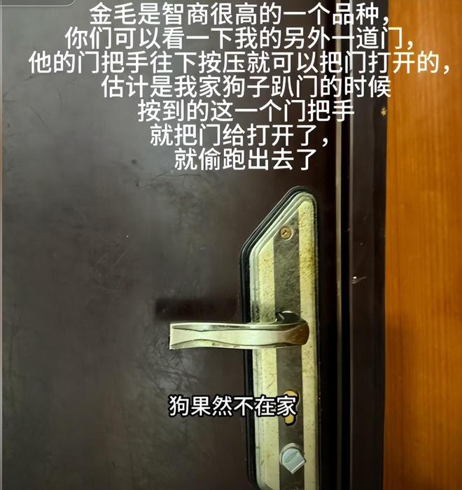 火锅店疑打死金毛后续！店主已赔偿狗主息事宁人舆论两极反转(图2)