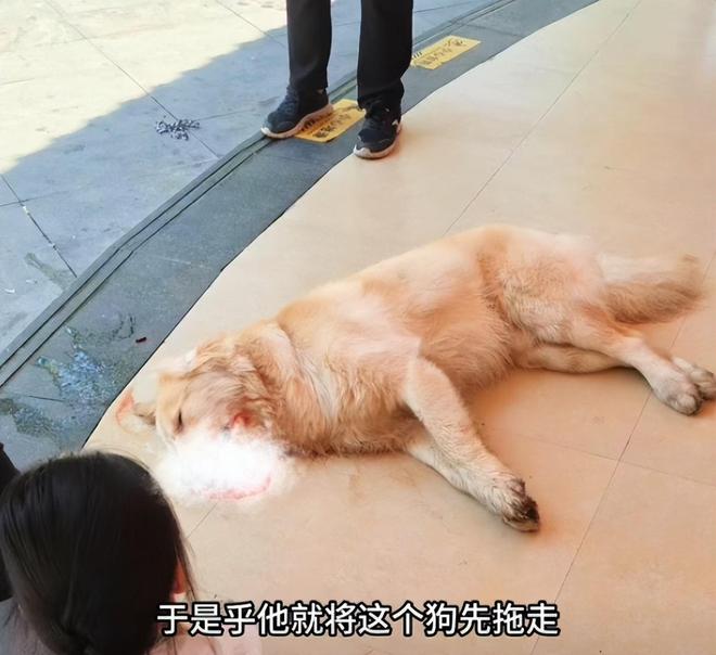 火锅店疑打死金毛后续！店主已赔偿狗主息事宁人舆论两极反转(图3)