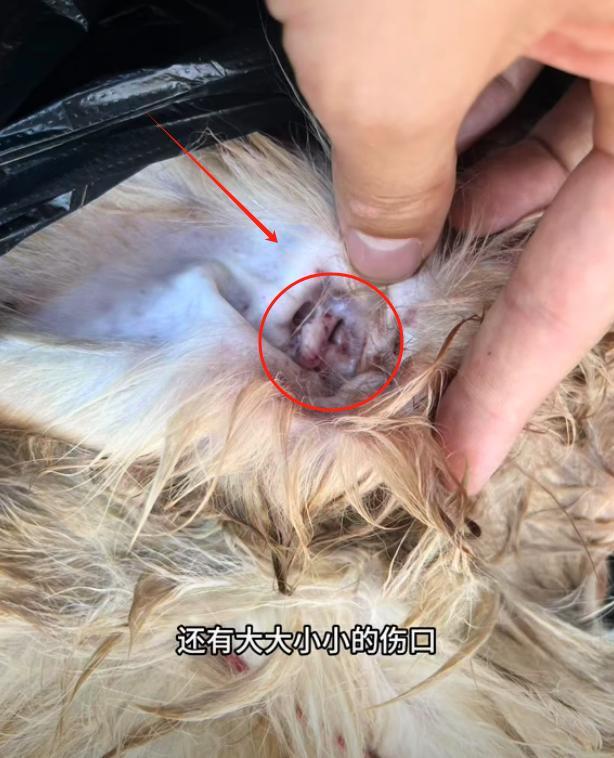 火锅店疑打死金毛后续！店主已赔偿狗主息事宁人舆论两极反转(图8)