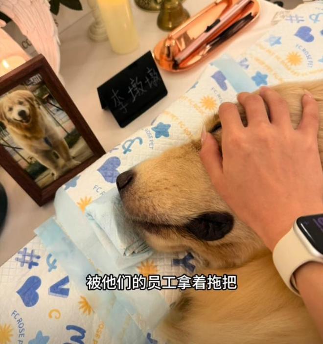 火锅店疑打死金毛后续！店主已赔偿狗主息事宁人舆论两极反转(图10)