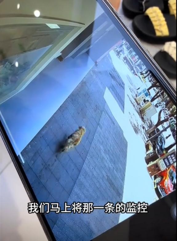 火锅店疑打死金毛后续！店主已赔偿狗主息事宁人舆论两极反转(图9)