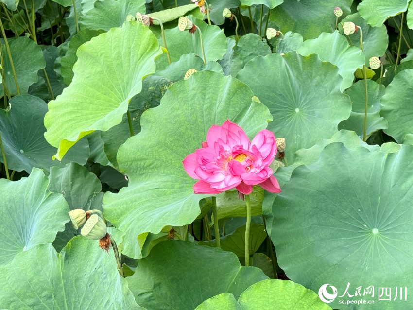 威廉希尔WilliamHill暴雨后的意外美好：成都追花热似火(图2)