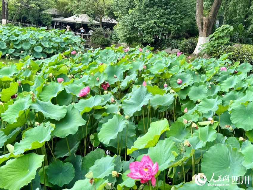 威廉希尔WilliamHill暴雨后的意外美好：成都追花热似火(图7)