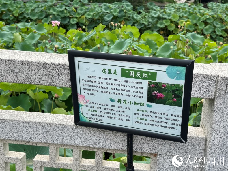 威廉希尔WilliamHill暴雨后的意外美好：成都追花热似火(图8)