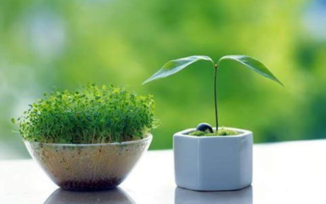 家居旺财的风水植物(图1)
