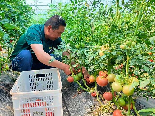 息县临河乡：智能温棚果蔬上市产销闭环保障“新鲜直达”(图1)
