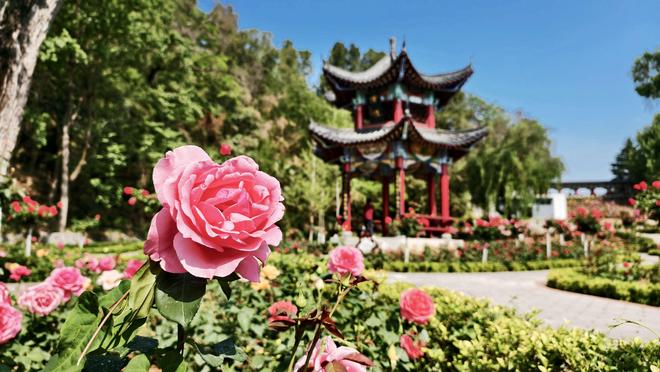 徽县：月季花开满威廉希尔城艳(图1)