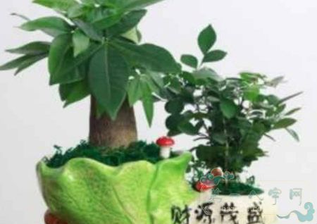 威廉希尔办公植物风水(图1)