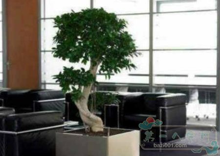 威廉希尔办公植物风水(图3)