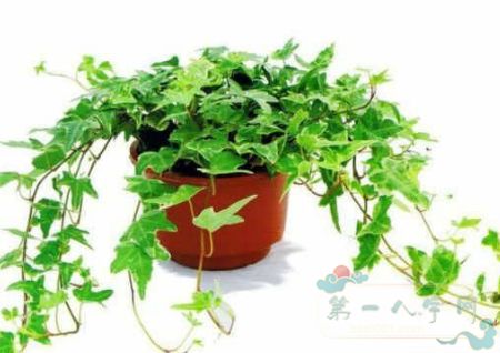 威廉希尔办公植物风水(图2)