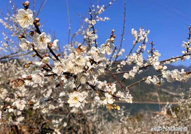 你也犯太岁吗？生肖背后的秘密等你来解锁！(图2)