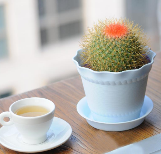家里养些什么植物风水好？您get了吗？(图1)