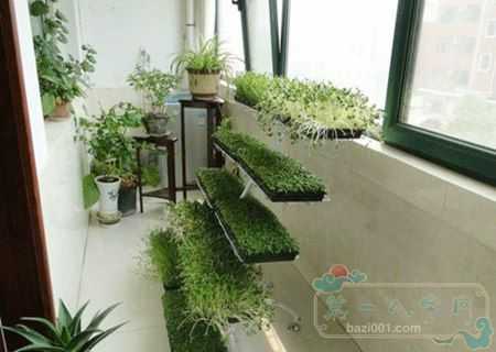 十大阳台风水招财植物(图1)