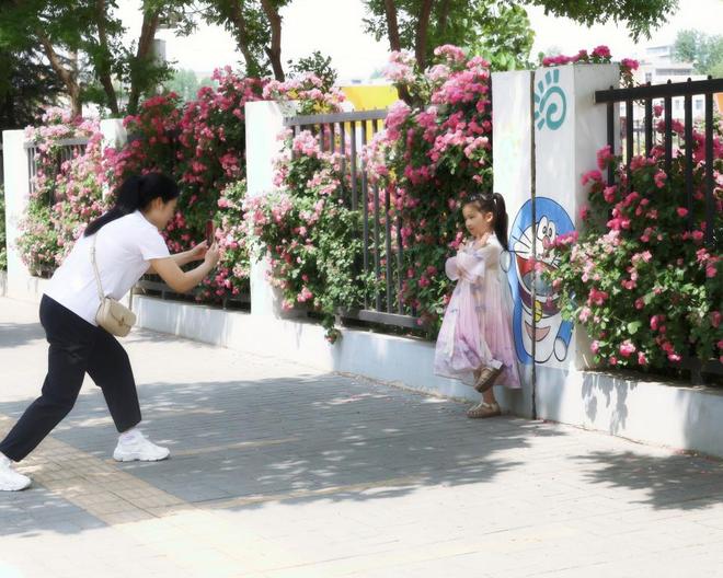 学校蔷薇花墙盛开满城飘香成五一“顶流”打卡地(图4)
