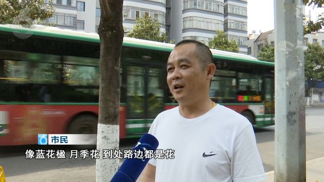 威廉希尔WilliamHill“这里的绿化带堪比我们那儿的景点”！昆明的花为什么让全网“破防”？(图1)