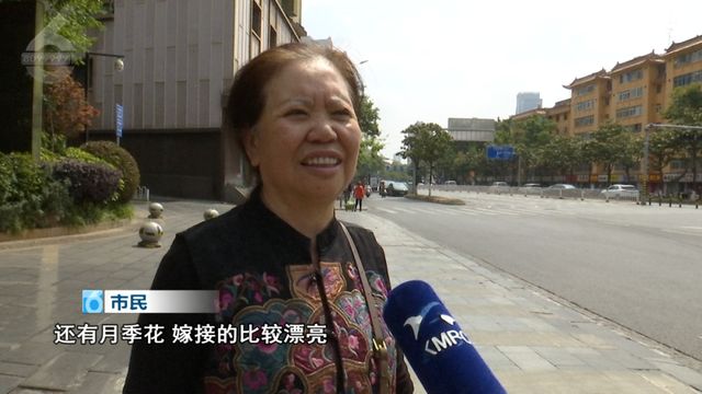 威廉希尔WilliamHill“这里的绿化带堪比我们那儿的景点”！昆明的花为什么让全网“破防”？(图2)