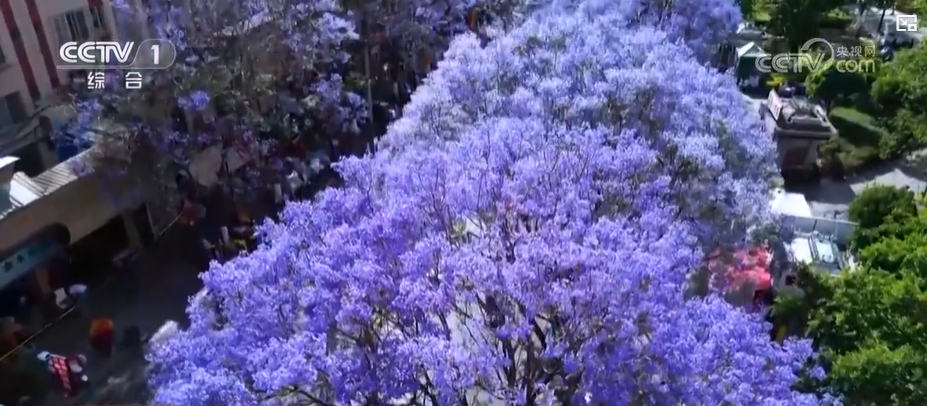 一路生花城市空间的“花花世界”：云南的“新花样”(图1)