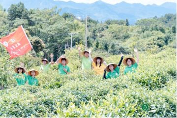 解码非遗匠心续写时代新篇——福建农林大学青马工程实践队探寻茉莉花茶的传承与创新之路威廉希尔(图11)